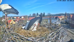 2025-04-13 21_27_28-Bociany Białe Polanów - gniazdo na żywo Sezon 2025 _ Pollnow White Stork - nest .png