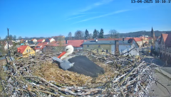 2025-04-13 21_28_17-Bociany Białe Polanów - gniazdo na żywo Sezon 2025 _ Pollnow White Stork - nest .png