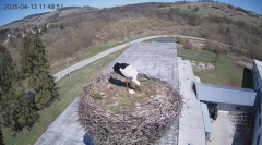 2025-04-13 21_49_29-[stimotion.pl] Bociany w Rzepedzi - YouTube – Brave.png