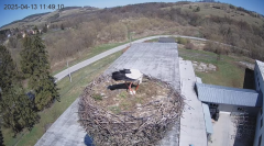 2025-04-13 21_49_48-[stimotion.pl] Bociany w Rzepedzi - YouTube – Brave.png