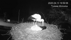 2025-04-13 21_54_36-Tyrawa Wołoska - gniazdo bocianie - YouTube – Brave.png