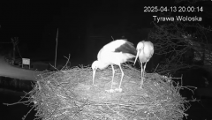 2025-04-13 21_54_52-Tyrawa Wołoska - gniazdo bocianie - YouTube – Brave.png