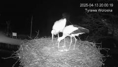 2025-04-13 21_54_57-Tyrawa Wołoska - gniazdo bocianie - YouTube – Brave.png