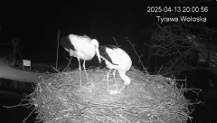 2025-04-13 21_55_34-Tyrawa Wołoska - gniazdo bocianie - YouTube – Brave.png