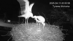 2025-04-13 21_55_36-Tyrawa Wołoska - gniazdo bocianie - YouTube – Brave.png