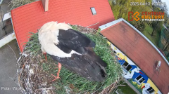 2025-04-13 22_53_13-Pola i Wicek - Bociany z Polkowic Live Stream - YouTube – Brave.png