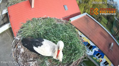 2025-04-13 22_53_24-Pola i Wicek - Bociany z Polkowic Live Stream - YouTube – Brave.png