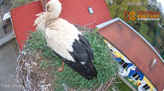 2025-04-13 22_53_33-Pola i Wicek - Bociany z Polkowic Live Stream - YouTube – Brave.png