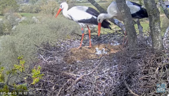 2025-04-13 23_11_17-Knepp White Stork nest camera - YouTube – Brave.png