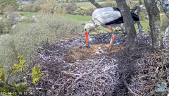 2025-04-13 23_11_24-Knepp White Stork nest camera - YouTube – Brave.png