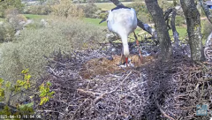 2025-04-13 23_11_32-Knepp White Stork nest camera - YouTube – Brave.png