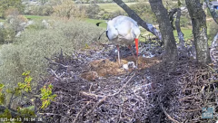 2025-04-13 23_11_52-Knepp White Stork nest camera - YouTube – Brave.png