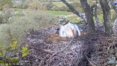 2025-04-13 23_11_55-Knepp White Stork nest camera - YouTube – Brave.png