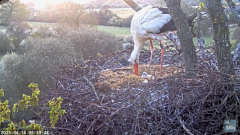 2025-04-14 10_01_08-Knepp White Stork nest camera - YouTube - Maxthon.png