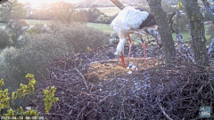 2025-04-14 10_01_28-Knepp White Stork nest camera - YouTube - Maxthon.png