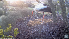 2025-04-14 10_01_43-Knepp White Stork nest camera - YouTube - Maxthon.png