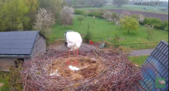 2025-04-14 10_04_48-Chimney storks Terwolde (livestream ooievaar) - YouTube - Maxthon.png