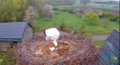 2025-04-14 10_05_03-Chimney storks Terwolde (livestream ooievaar) - YouTube - Maxthon.png