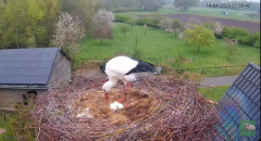 2025-04-14 10_05_11-Chimney storks Terwolde (livestream ooievaar) - YouTube - Maxthon.png