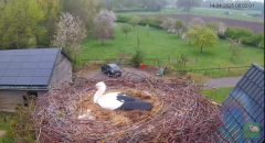 2025-04-14 10_05_18-Chimney storks Terwolde (livestream ooievaar) - YouTube - Maxthon.png