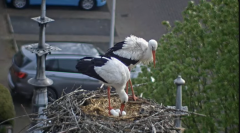 2025-04-14 10_09_26-Ooievaars IJsselstein - YouTube - Maxthon.png