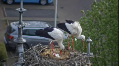 2025-04-14 10_09_37-Ooievaars IJsselstein - YouTube - Maxthon.png
