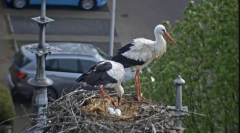 2025-04-14 10_09_45-Ooievaars IJsselstein - YouTube - Maxthon.png