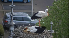 2025-04-14 10_09_58-Ooievaars IJsselstein - YouTube - Maxthon.png