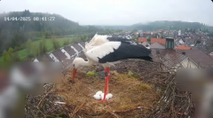 2025-04-14 10_28_26-Glattfelder Storchencam - YouTube - Maxthon.png