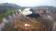 2025-04-14 10_28_37-Glattfelder Storchencam - YouTube - Maxthon.png