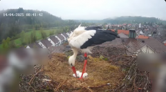 2025-04-14 10_28_42-Glattfelder Storchencam - YouTube - Maxthon.png