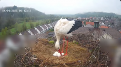 2025-04-14 10_29_12-Glattfelder Storchencam - YouTube - Maxthon.png