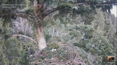 2025-04-14 10_47_48-Cuibul nr.2 al Acvilei de munte - The nest no.2 of the Golden Eagle (Aquila chry.png