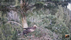 2025-04-14 10_48_08-Cuibul nr.2 al Acvilei de munte - The nest no.2 of the Golden Eagle (Aquila chry.png