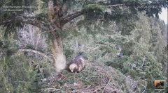 2025-04-14 10_48_59-Cuibul nr.2 al Acvilei de munte - The nest no.2 of the Golden Eagle (Aquila chry.png