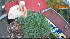 2025-04-14 17_13_51-Pola i Wicek - Bociany z Polkowic Live Stream - YouTube - Maxthon.png