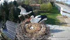 2025-04-14 22_30_17-Bociany Ustroń - transmisja na żywo - YouTube - Maxthon.png