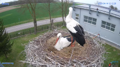 2025-04-14 22_37_47-#Gniazdo #Bocian #nażywo #nature #kamera #Zambrow #WhiteStork #nest #ptaki #pola.png