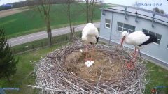 2025-04-14 22_38_54-#Gniazdo #Bocian #nażywo #nature #kamera #Zambrow #WhiteStork #nest #ptaki #pola.png