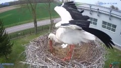 2025-04-14 22_40_16-#Gniazdo #Bocian #nażywo #nature #kamera #Zambrow #WhiteStork #nest #ptaki #pola.png