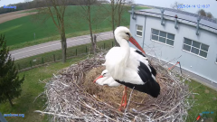 2025-04-14 22_40_25-#Gniazdo #Bocian #nażywo #nature #kamera #Zambrow #WhiteStork #nest #ptaki #pola.png