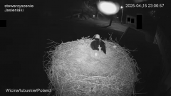 Jadzi VII jajko 23:06 urodziła i zaraz odsłoniła
