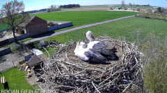2025-04-16 19_35_53-Bocian Gierłachowo 2025 - YouTube - Maxthon.png