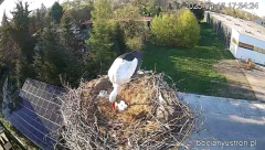 2025-04-16 21_47_10-Bociany Ustroń - transmisja na żywo - YouTube - Maxthon.png