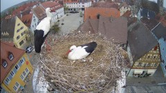 IMG_6441.jpeg