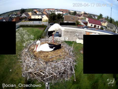 2025-04-17 13_45_37-Bocian Wojtek i jego rodzinka z Orzechowa - Żerkowsko-Czeszewski Park Krajobrazo.png