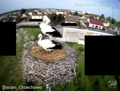 2025-04-17 13_45_50-Bocian Wojtek i jego rodzinka z Orzechowa - Żerkowsko-Czeszewski Park Krajobrazo.png