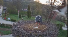2025-04-17 13_50_01-Tyrawa Wołoska - gniazdo bocianie - YouTube - Maxthon.png