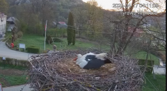 2025-04-17 13_50_06-Tyrawa Wołoska - gniazdo bocianie - YouTube - Maxthon.png