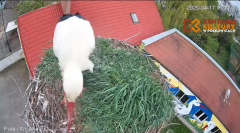2025-04-17 20_15_01-Pola i Wicek - Bociany z Polkowic Live Stream - YouTube - Maxthon.png